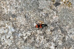 Anthocomus