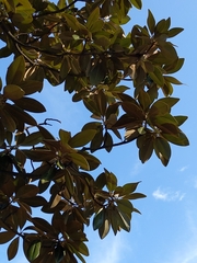 Eriobotrya japonica