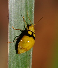 Monolepta oculata