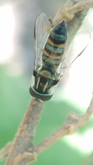 Pseudoscaeva meridionalis