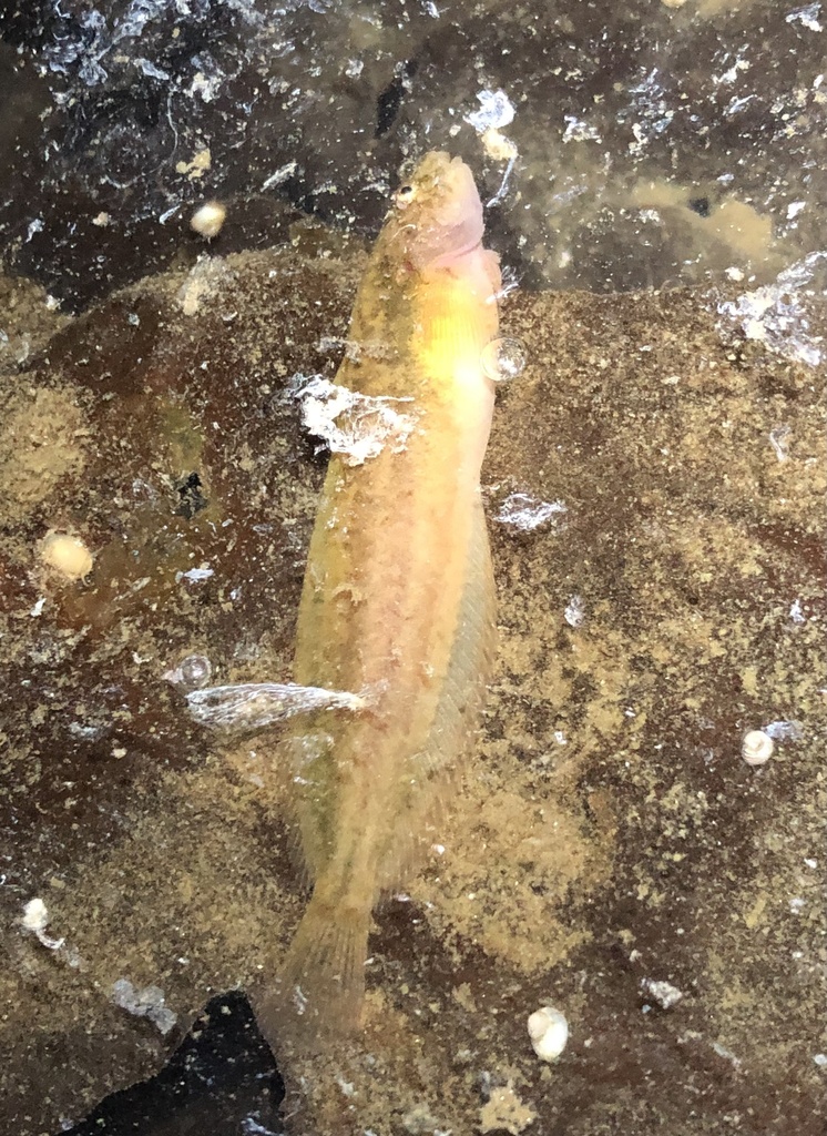 spotted snailfish