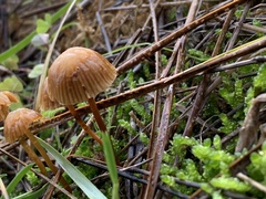 Mycena leptocephala