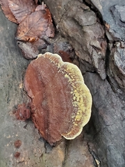 Fuscoporia