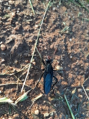 Proagonistes