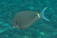 Acanthurus leucocheilus