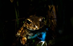 Leptodactylus savagei