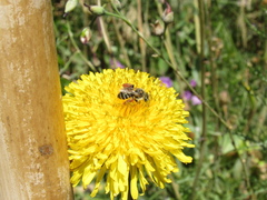 Megachilinae