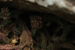 Apteranthes europaea judaica