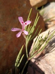 Pelargonium laevigatum oxyphyllum