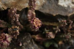 Apteranthes europaea judaica