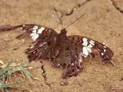Euthalia lubentina