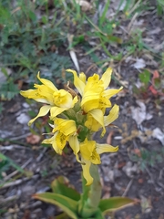 Gavilea lutea