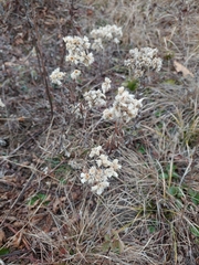 Pseudognaphalium