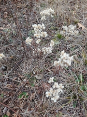Pseudognaphalium