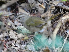 Arremonops rufivirgatus