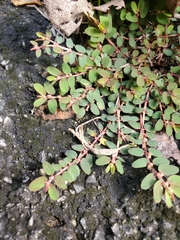 Euphorbia thymifolia