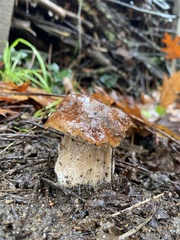 Boletus