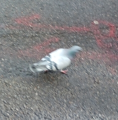 Columba livia domestica