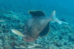 Pseudobalistes flavimarginatus