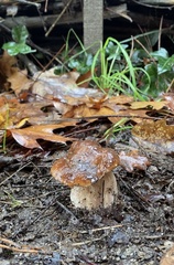 Boletus