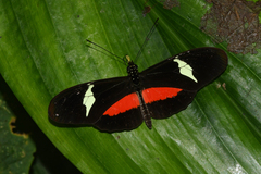 Heliconius clysonymus clysonymus
