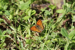 Lycaena 'canterbury common copper'