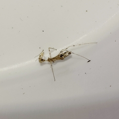 Stenolemus fraterculus