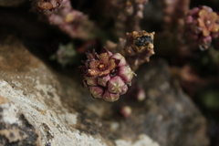 Apteranthes europaea judaica