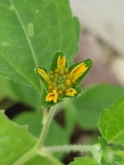 Sclerocarpus divaricatus