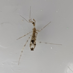 Stenolemus fraterculus