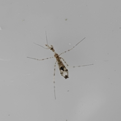 Stenolemus fraterculus