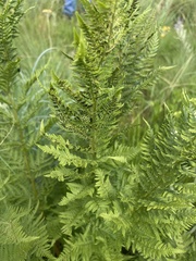 Dryopteris athamantica