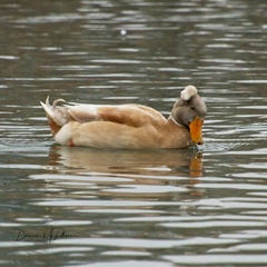Anas platyrhynchos domesticus