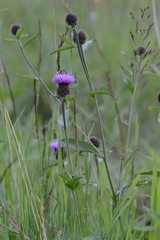 Centaurea nemoralis