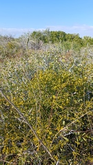 Phoradendron