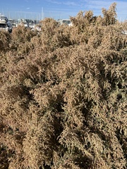 Atriplex lentiformis