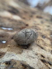 Lophocampa caryae