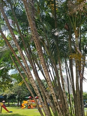 Dypsis lutescens