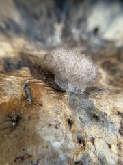 Lophocampa caryae