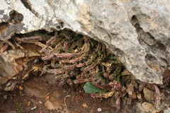 Apteranthes europaea judaica