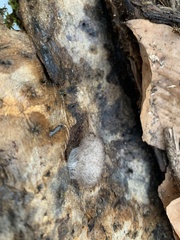 Lophocampa caryae