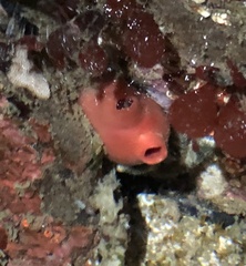 Cnemidocarpa finmarkiensis