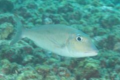 Lethrinus rubrioperculatus
