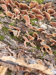 Fungi