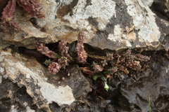 Apteranthes europaea judaica