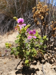 Pelargonium englerianum