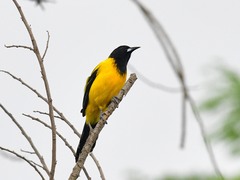 Icterus graduacauda