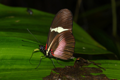 Heliconius clysonymus clysonymus