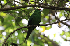 Cyanoramphus malherbi