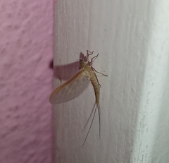 Callibaetis pictus